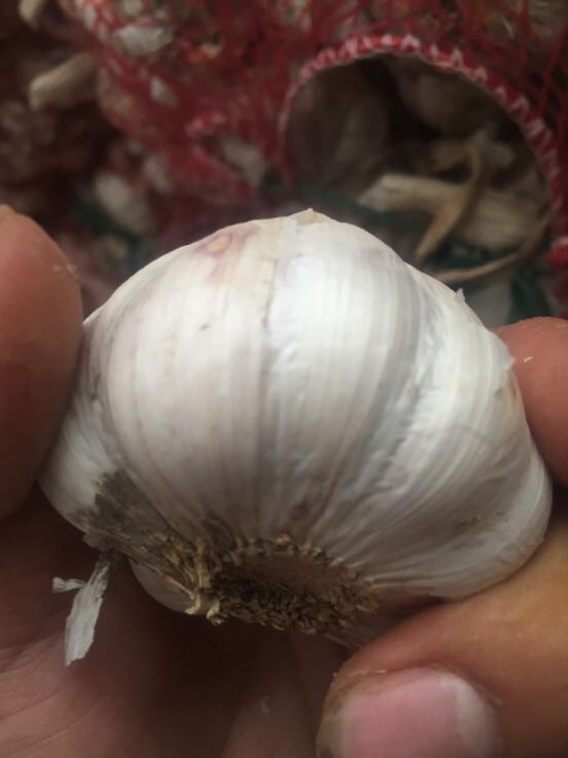 大蒜混级统货干蒜