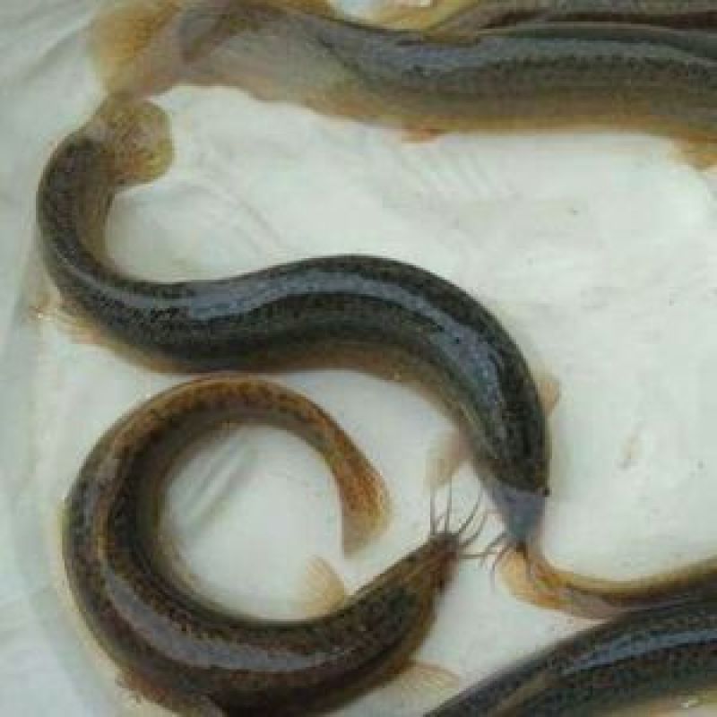 黄鳝苗，华丰九号黄鳝苗，量大可免费送货。