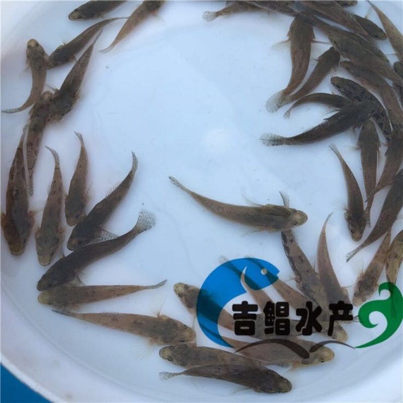 泰国笋壳鱼鱼苗