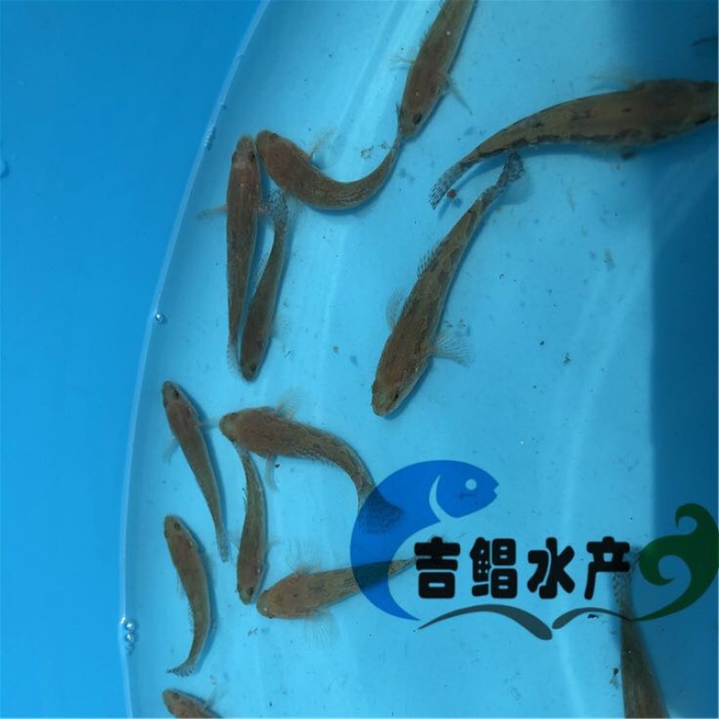 泰国笋壳鱼鱼苗