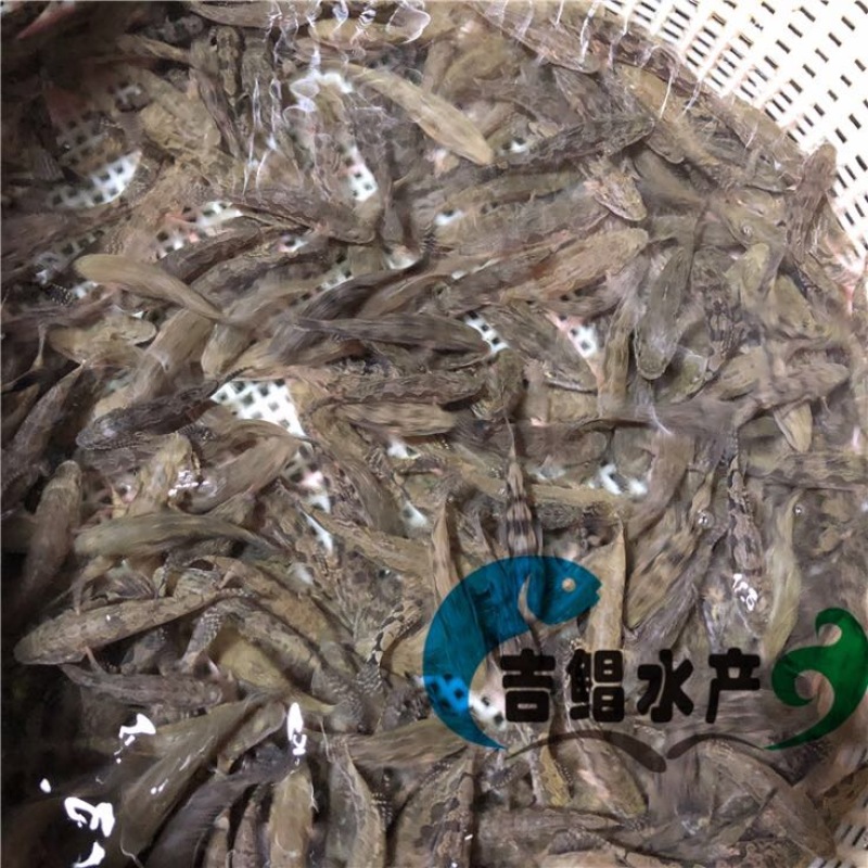 泰国笋壳鱼鱼苗