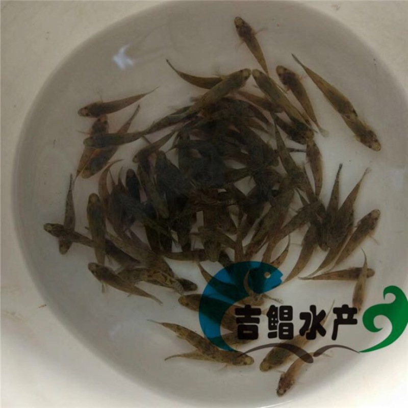 泰国笋壳鱼鱼苗