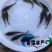 泰国笋壳鱼鱼苗