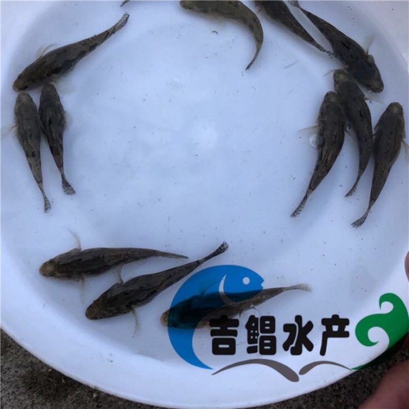 泰国笋壳鱼鱼苗