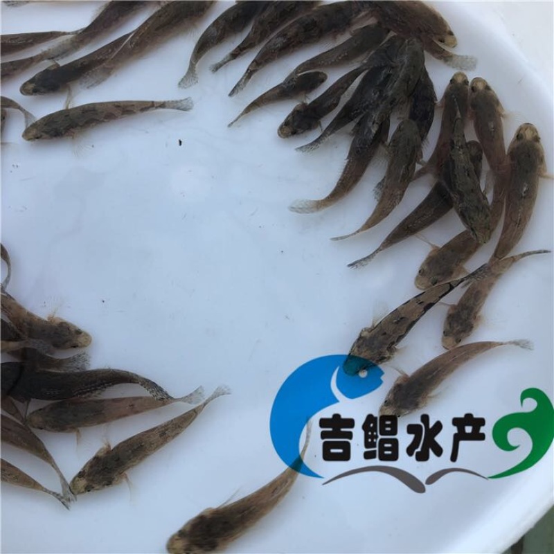 泰国笋壳鱼鱼苗