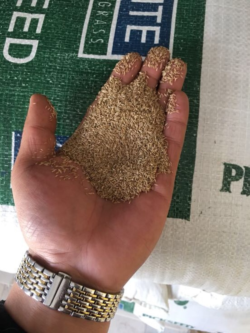 早熟禾4cm以下