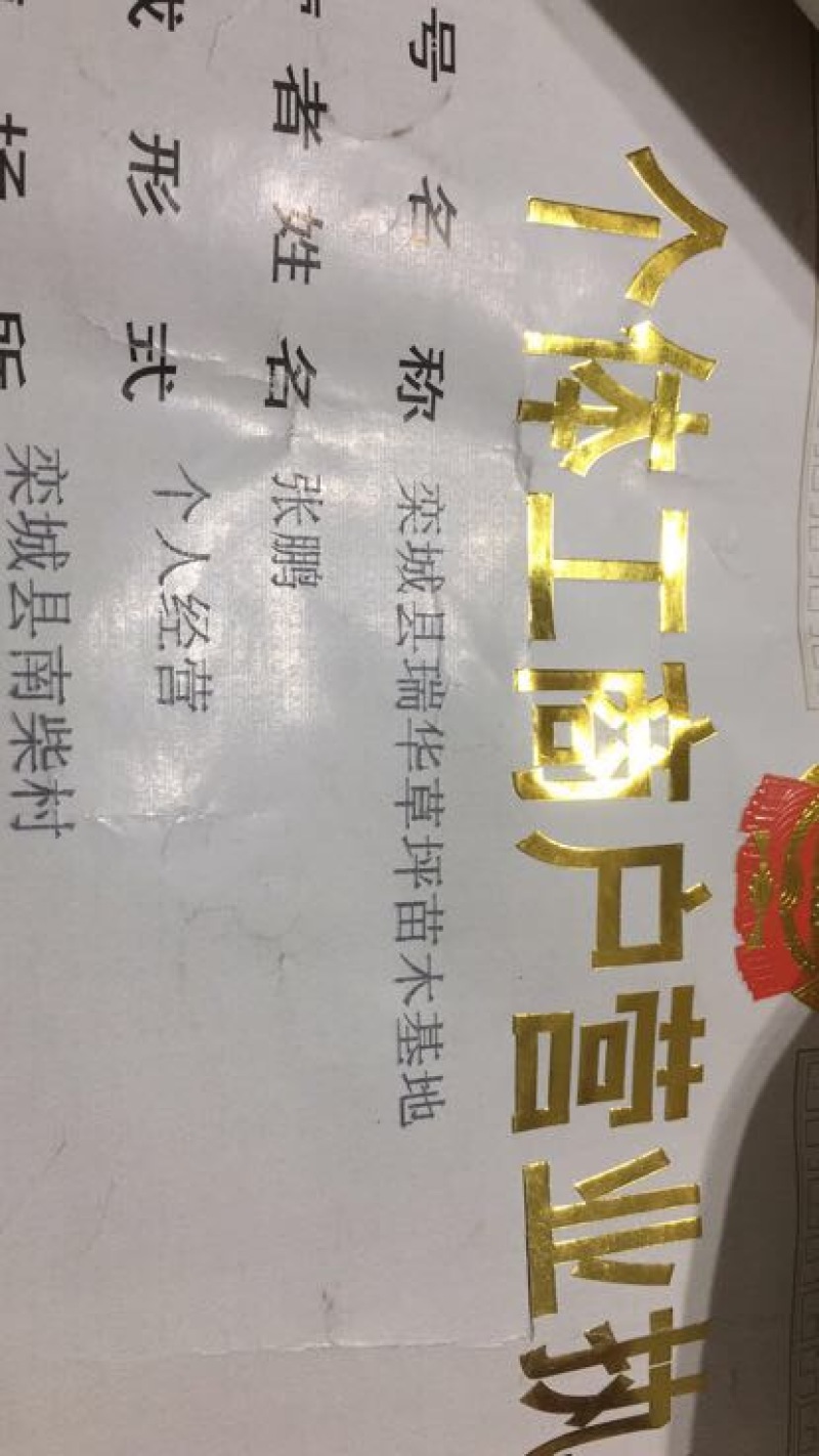 早熟禾4cm以下