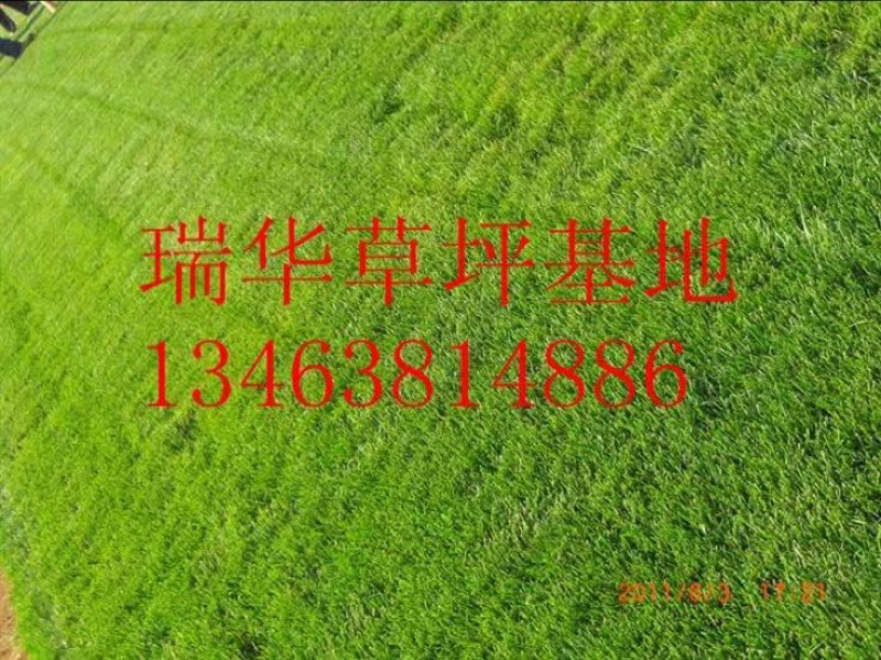 草皮