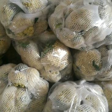 白面青梗松花菜2~3斤散花乳白