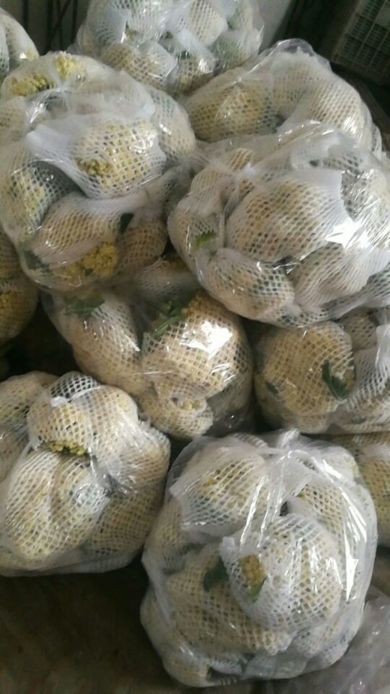 白面青梗松花菜2~3斤散花乳白