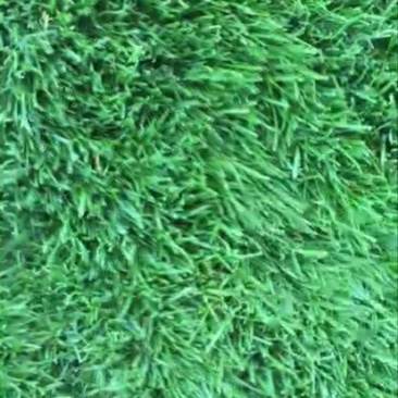 地毯草2~4cm
