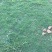地毯草2~4cm