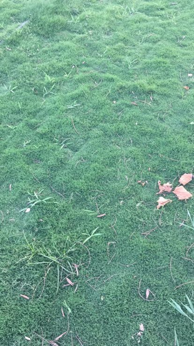 地毯草2~4cm