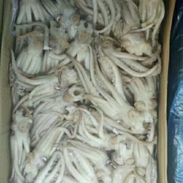 鱿鱼头