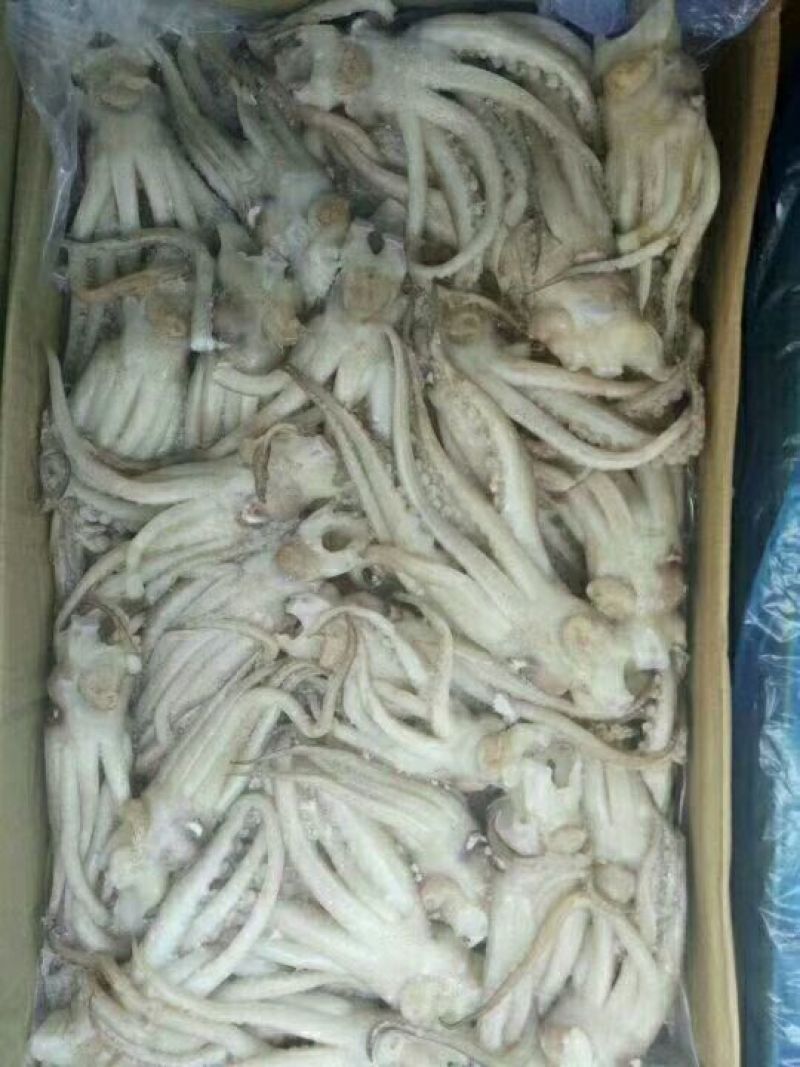 鱿鱼头