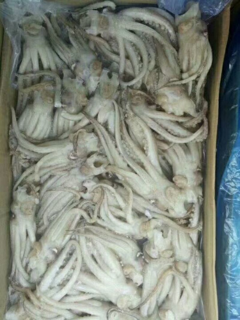 鱿鱼头