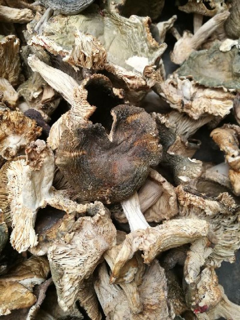 青头菌又名青姑酒店熬汤做菜