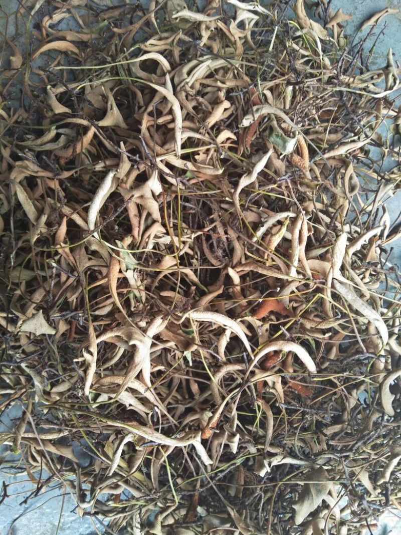 石苇，有跟的，无跟的，价格是不一样的。
