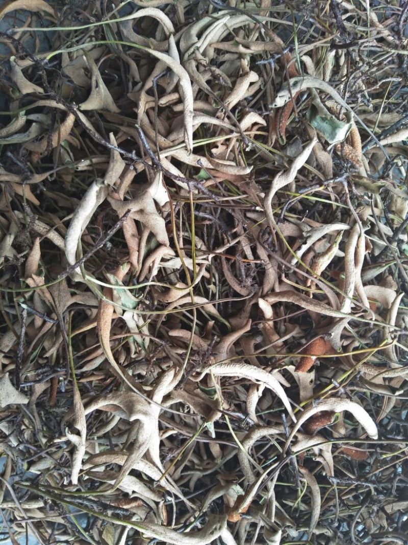 石苇，有跟的，无跟的，价格是不一样的。