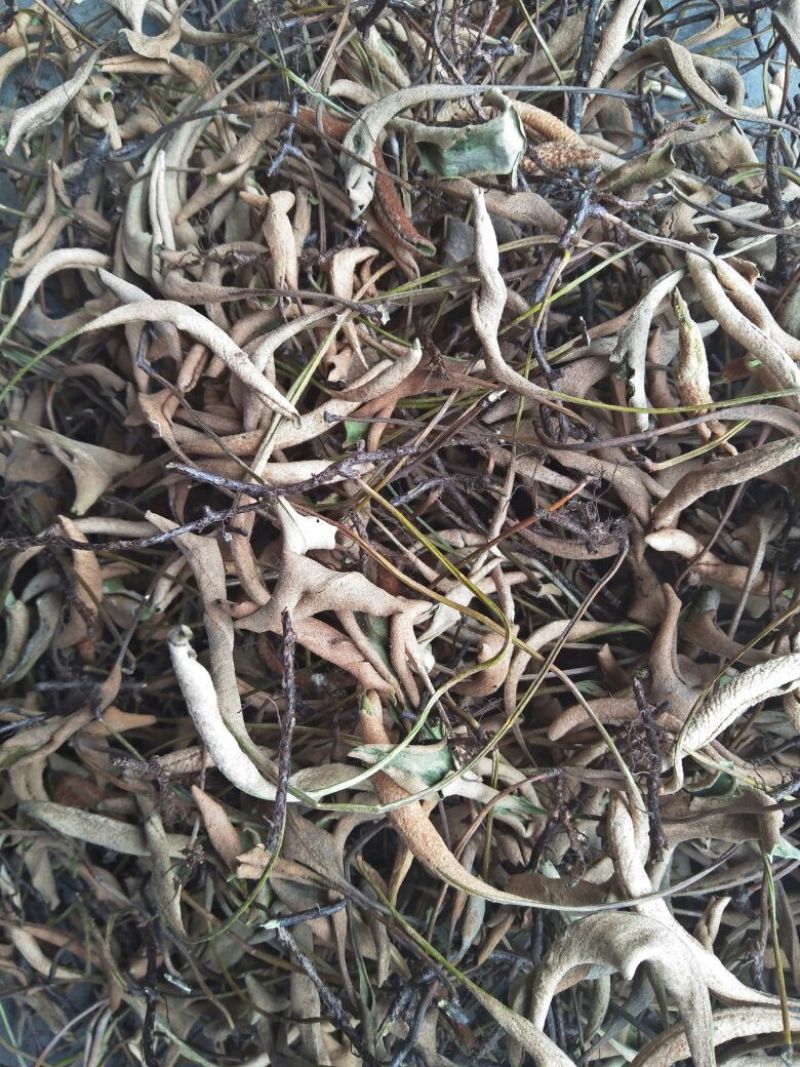 石苇，有跟的，无跟的，价格是不一样的。