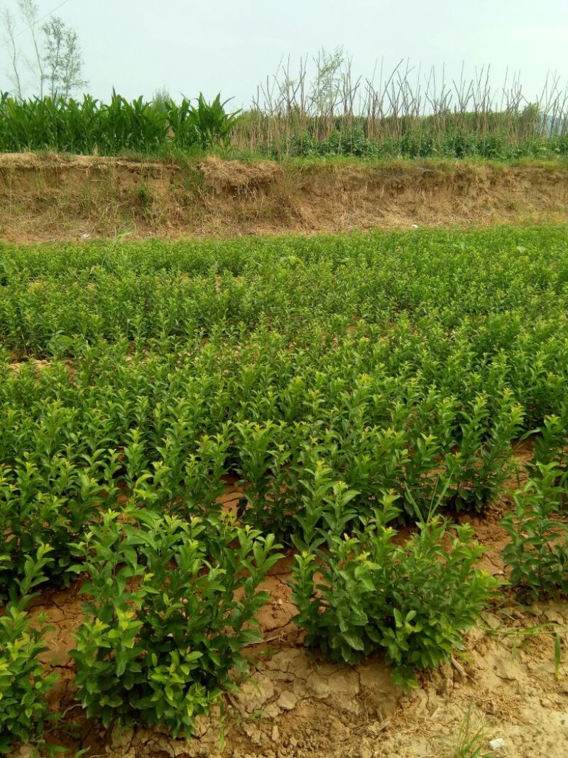 1--2年钙果苗农大8号钙果苗个头大口感好质优价