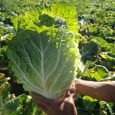 河北精品黄心大白菜货源充足耐运输口感好
