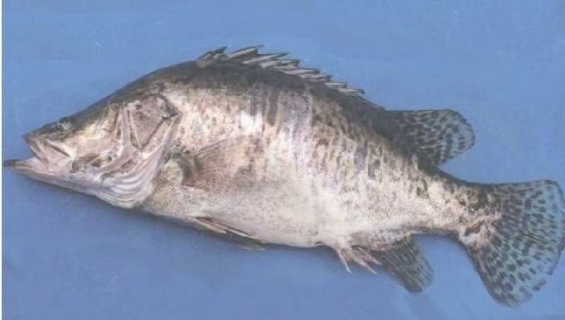 鳜鱼，5两6两7两8两