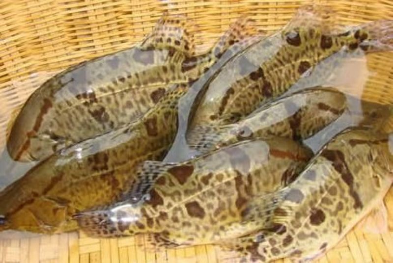 鳜鱼，5两6两7两8两