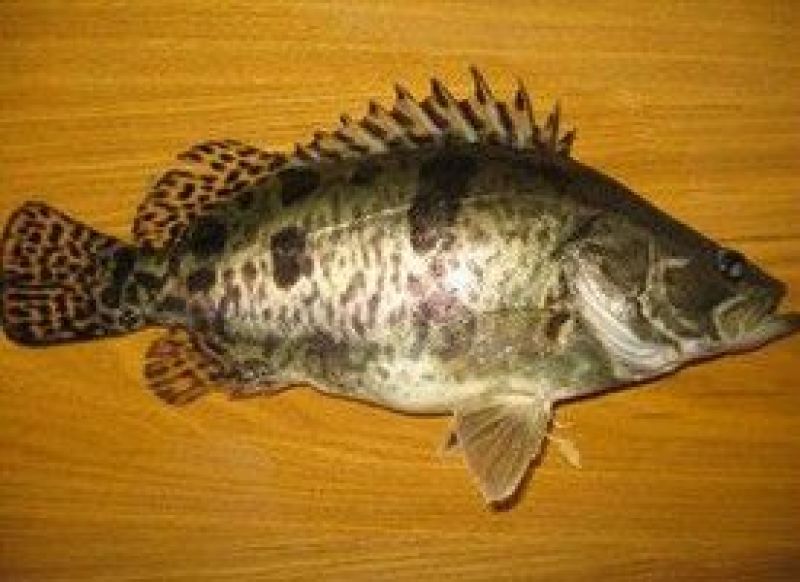 鳜鱼，5两6两7两8两