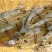 鳜鱼，5两6两7两8两