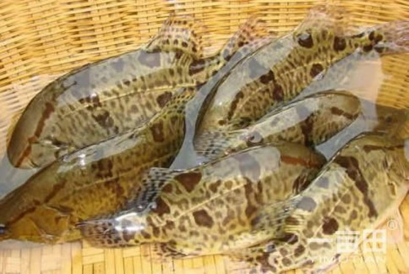 鳜鱼，5两6两7两8两