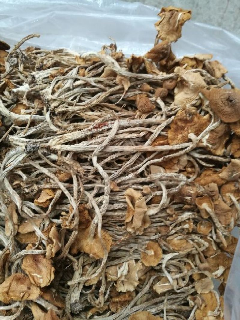 茶树菇