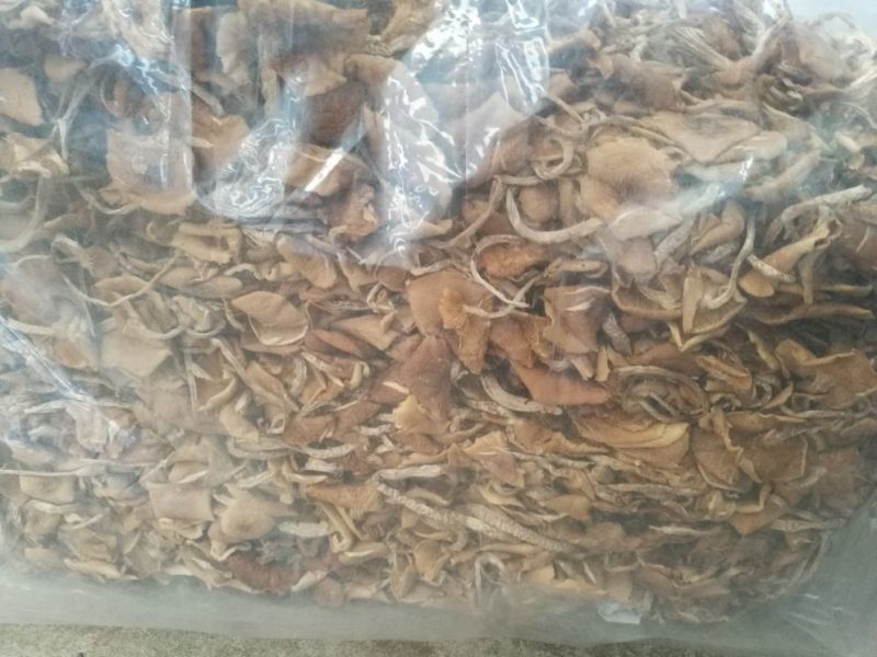茶树菇