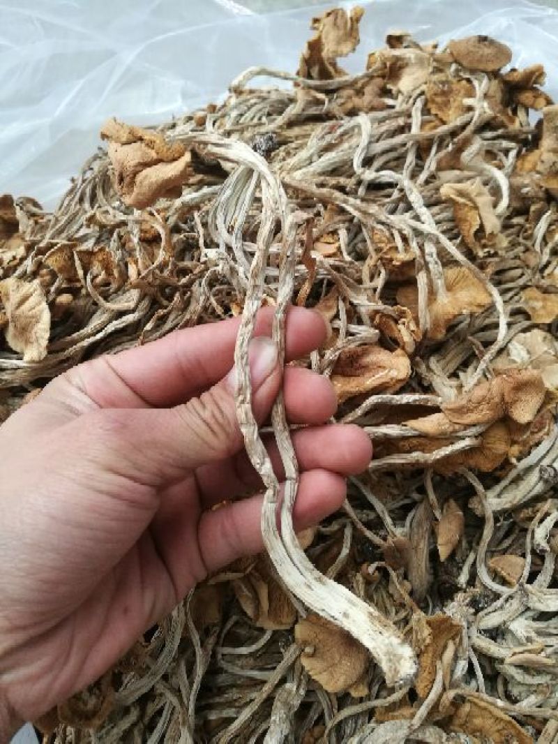 茶树菇