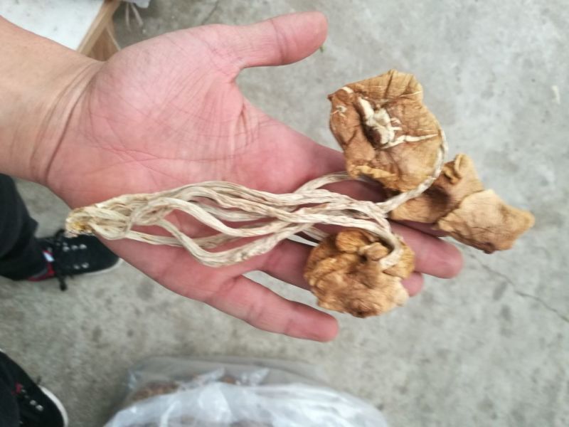 茶树菇