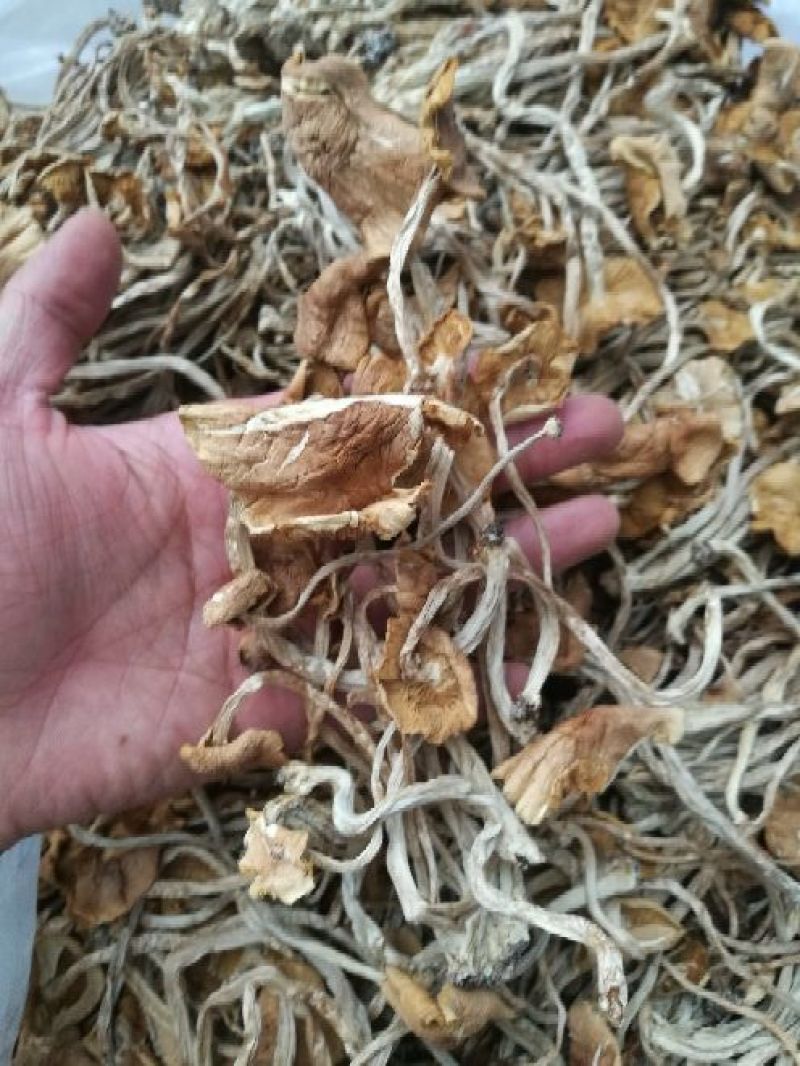 茶树菇