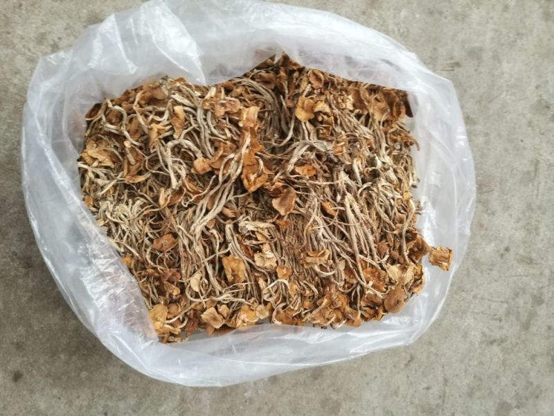 茶树菇