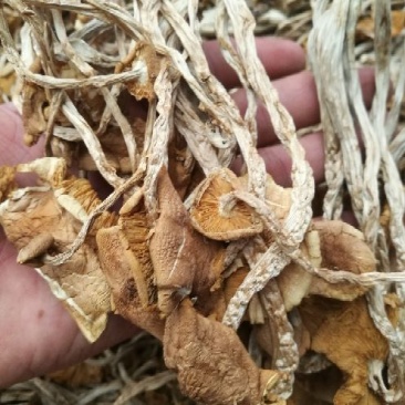 茶树菇