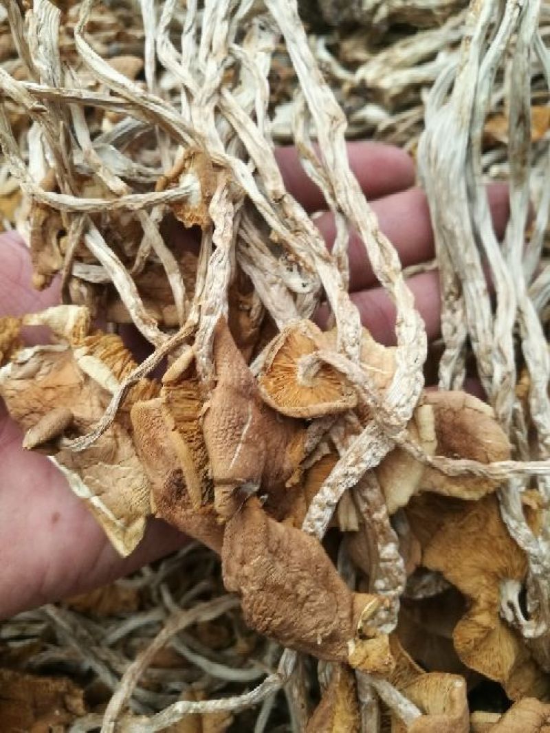 茶树菇