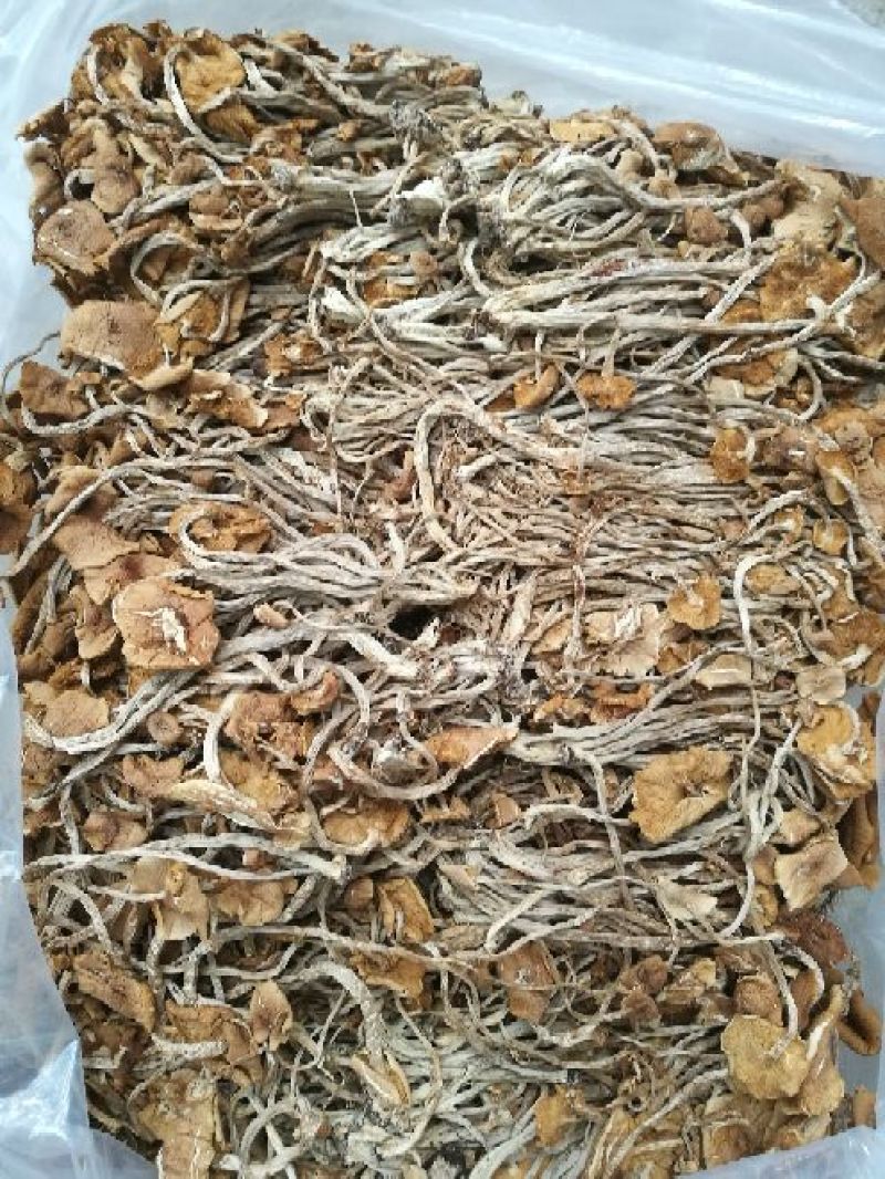 茶树菇