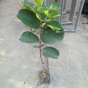 芭乐苗(帝王珍珠红心红宝石芭乐)量多价优批发