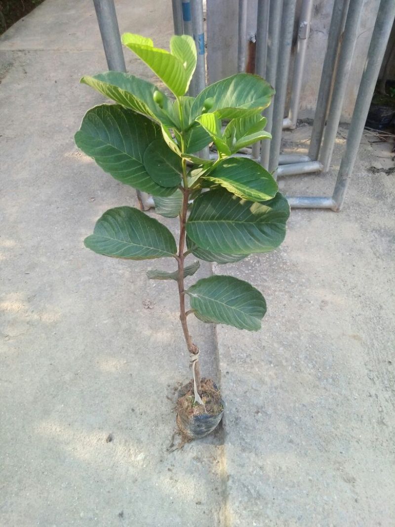 芭乐苗(帝王珍珠红心红宝石芭乐)量多价优批发