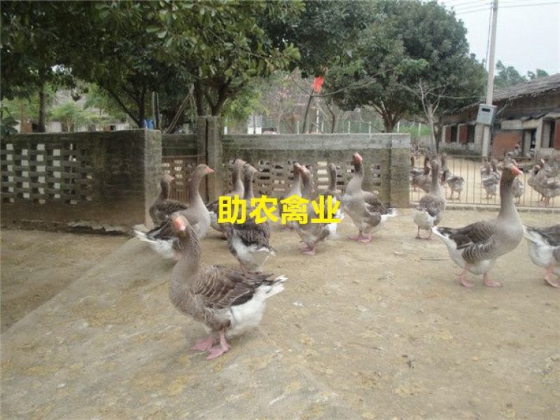 朗德鹅苗