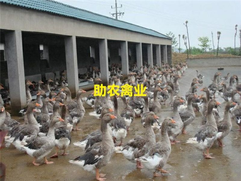 朗德鹅苗