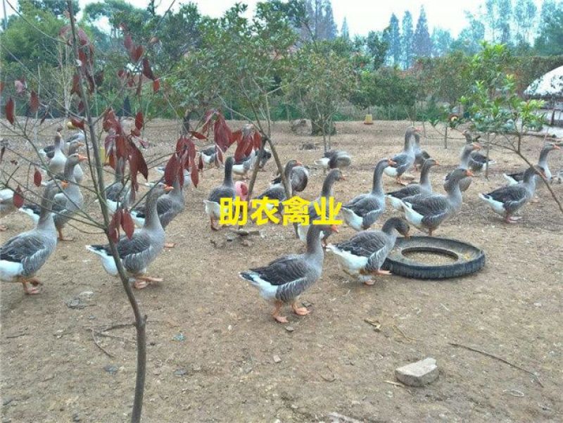 朗德鹅苗