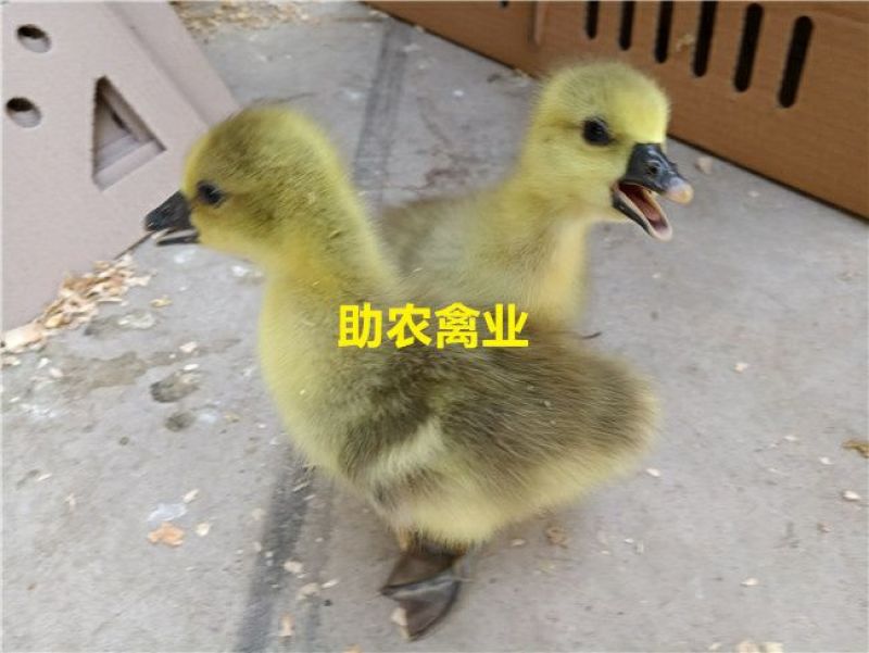 朗德鹅苗