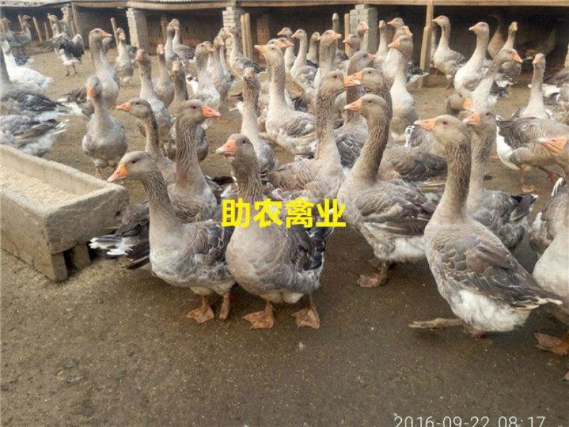 朗德鹅苗