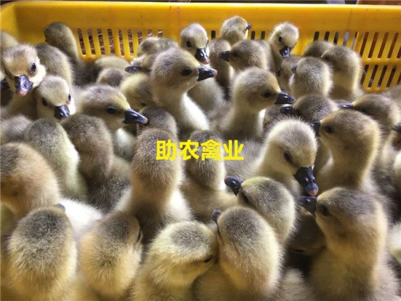 朗德鹅苗