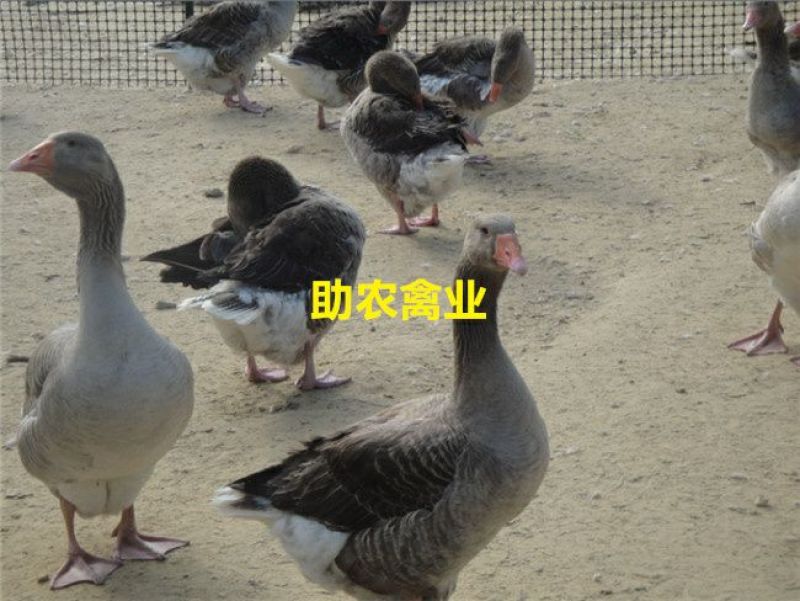 朗德鹅苗