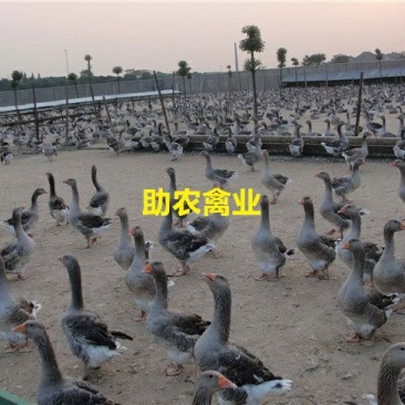 朗德鹅苗